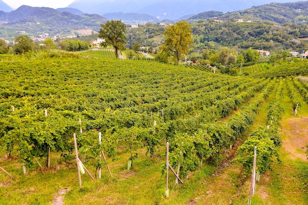 Foto Immagine di un bellissimo vigneto di frutta d'uva pronto a produrre vino