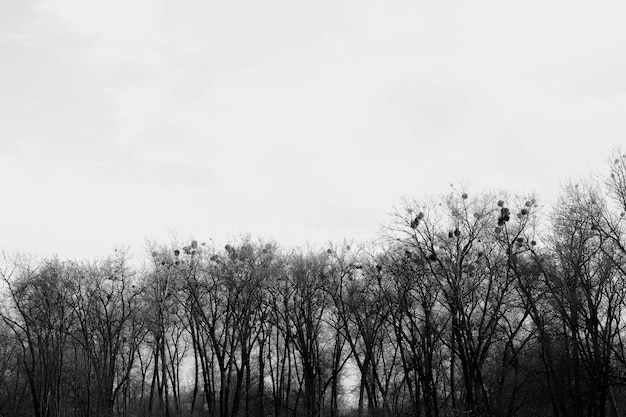 Foto in bianco e nero della foresta di betulle