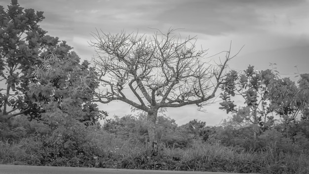 foto in bianco e nero di un albero bellissimo paesaggio con alberi e foresta