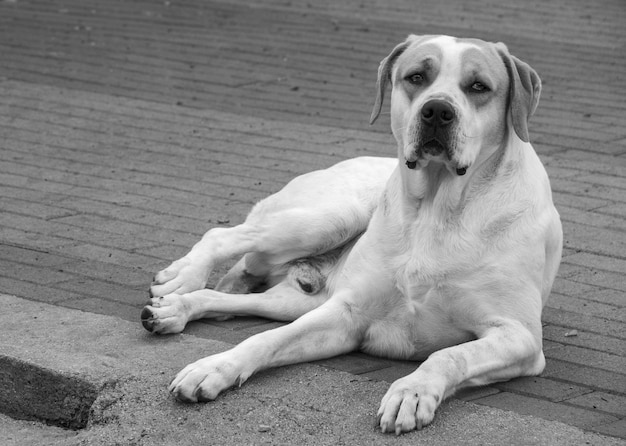 Foto in bianco e nero di un grosso cane con bellissimi occhi tristi