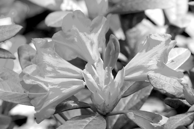 Foto in bianco e nero Fiori in fiore nel giardino Lo sfondo della natura