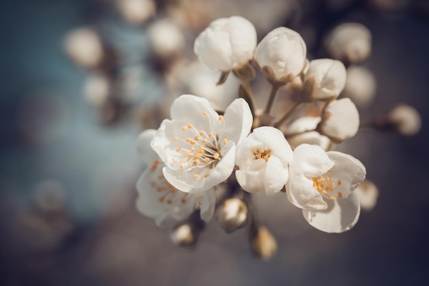 Foto in stile retrò di ramoscello di fiori di primavera