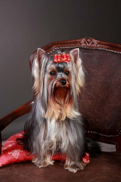 Foto in studio del simpatico cane Yorkshire Terrier