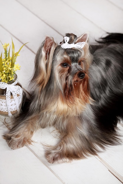 Foto in studio del simpatico cane Yorkshire Terrier