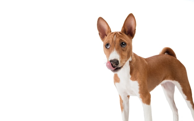 Foto in studio di un cane basenji isolato sullo sfondo bianco dello studio