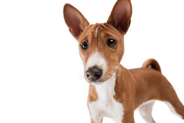 Foto in studio di un cane basenji isolato sullo sfondo bianco dello studio