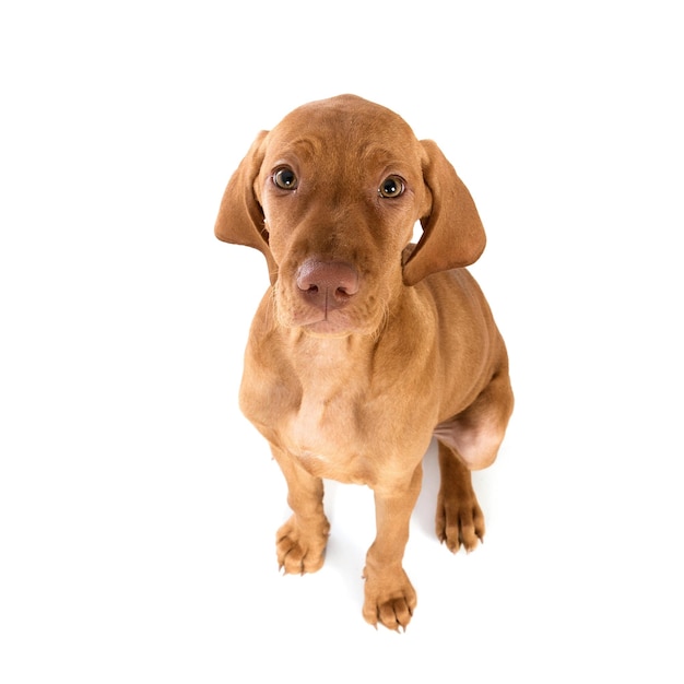 Foto in studio di un cucciolo di puntatore vassallo ungherese marrone