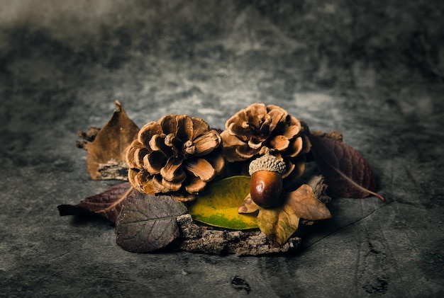 Foto in studio di una composizione con pigne secche, una ghianda e foglie secche marroni. Concetto di autunno