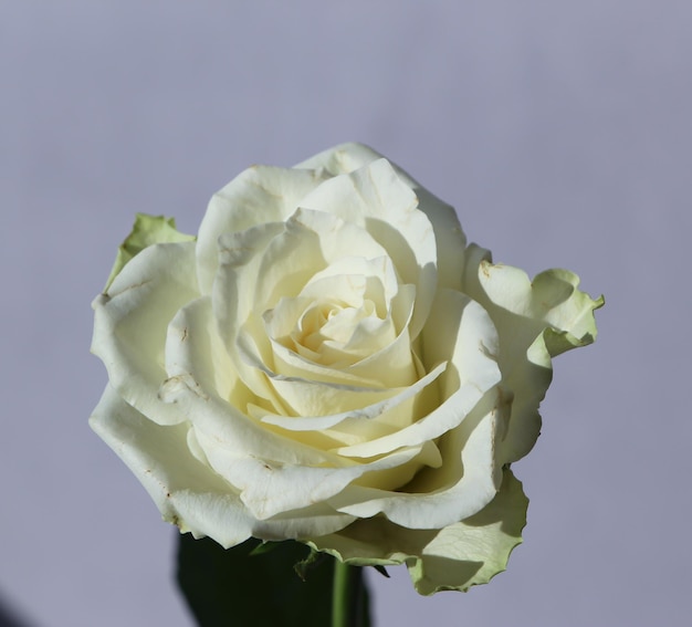 foto in studio di una rosa bianca isolata su uno sfondo grigio tenue