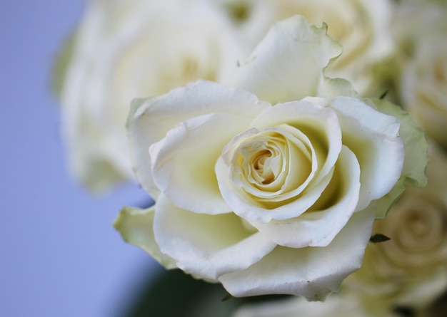 foto in studio frontale superiore di una rosa bianca con messa a fuoco selettiva in un bouquet su uno sfondo grigio tenue