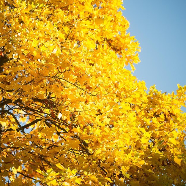 Foto inquadratura dal basso dei rami superiori degli alberi di acero goldenleaved con un bel fogliame giallo autunnale illuminato dal sole su un'immagine quadrata di sfondo luminoso cielo blu