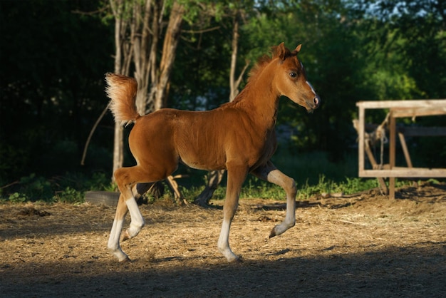 Foto integrale di un piccolo pony gallese di castagno