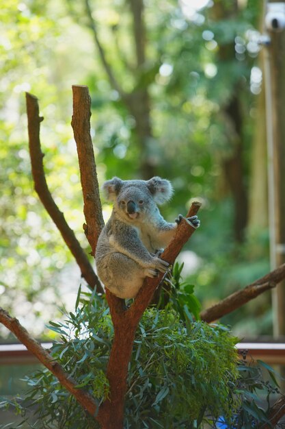 Foto koala sull'albero di eucalipto in Australia.