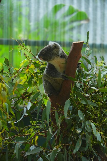 Foto koala sull'albero di eucalipto in Australia.