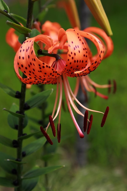 Foto lilium tigrinum lilium lancifolium primo piano