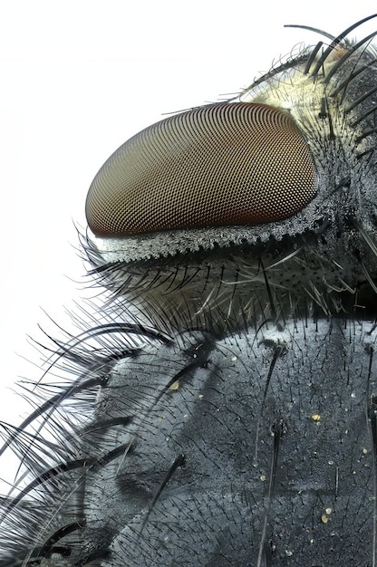 Foto macro 5x estrema degli occhi della testa e del torace di una comune mosca carnaria isolata su sfondo bianco