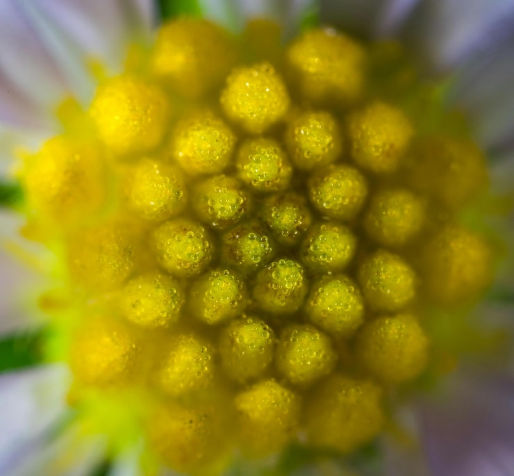 Foto foto macro del fiore