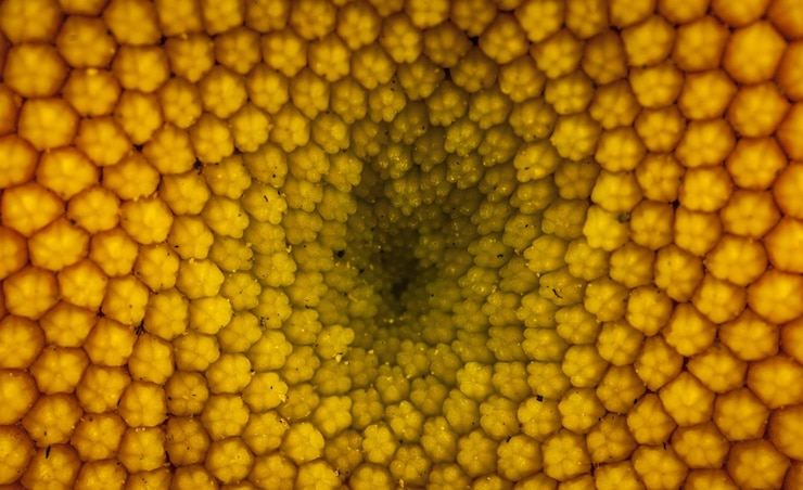 Foto foto macro del fiore