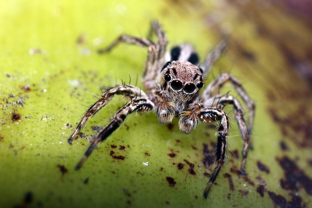 Foto macro del ragno saltatore su muschio marrone con un sacco di capelli grandi occhi