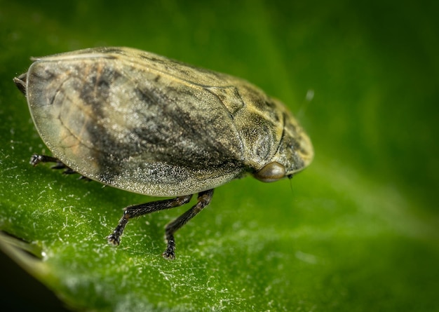Foto macro dell'insetto