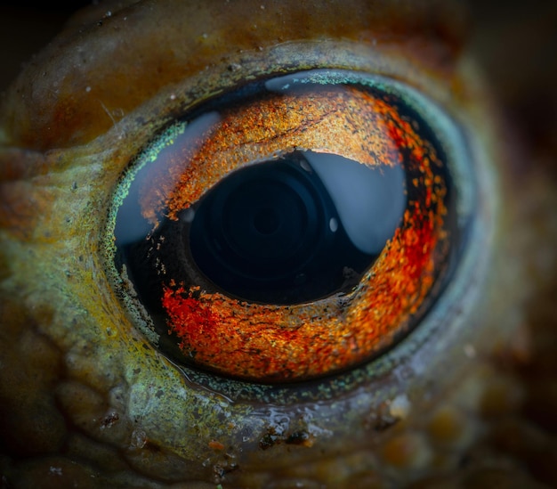 Foto macro dell'occhio di rana