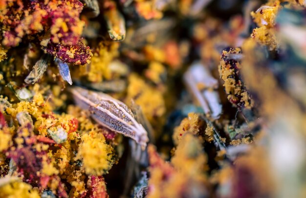 Foto macro della miscela di spezie. Primo piano delle spezie.