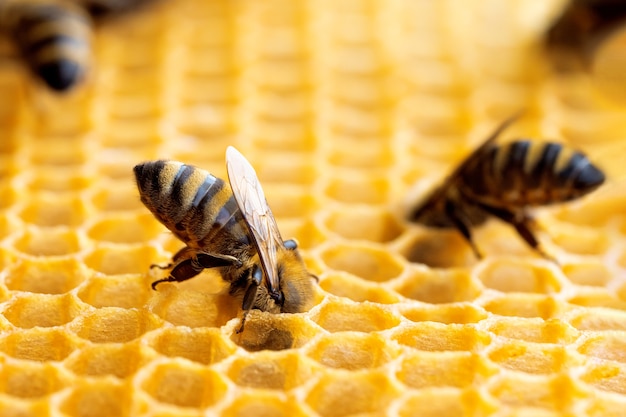 Foto macro di api lavoratrici sui favi.