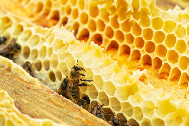 Foto macro di api lavoratrici sui favi.