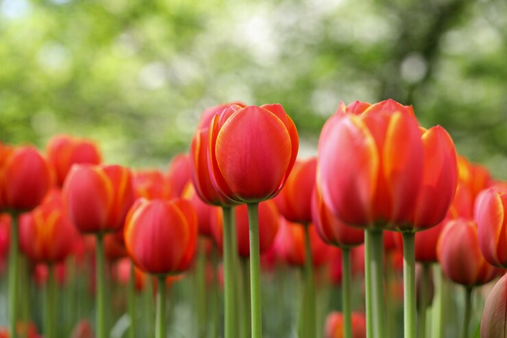 Foto macro di boccioli di tulipani su sfondo sfocato naturale verde