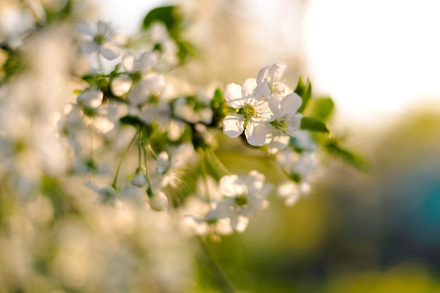 Foto macro di ciliegio in fiore