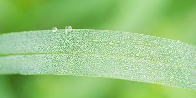 Foto macro di erba verde con gocce di rugiada su di esso Macro natura