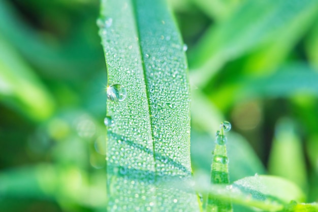 Foto macro di erba verde con gocce di rugiada su di esso Macro natura