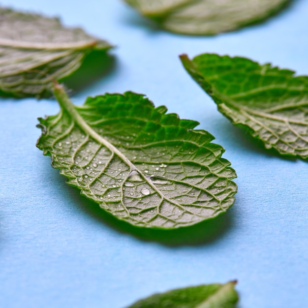 Foto macro di foglie di menta organica fragrante fresca con gocce d'acqua su sfondo blu. Sfondo naturale