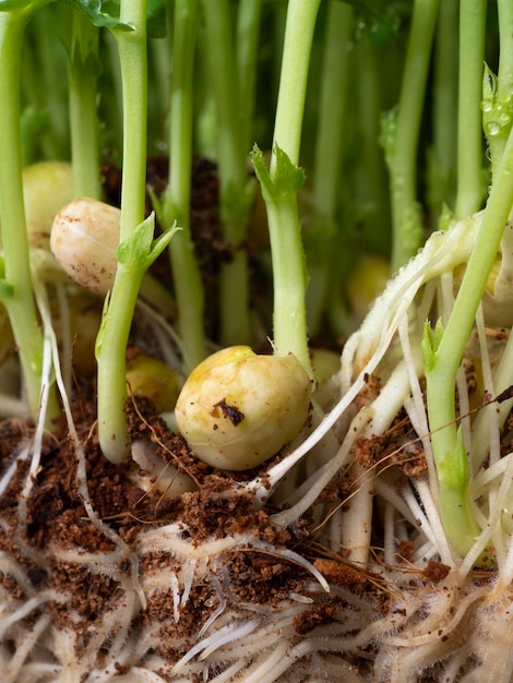 Foto macro di germogli di pisello germogliati corretta alimentazione dietetica Macrofotografia