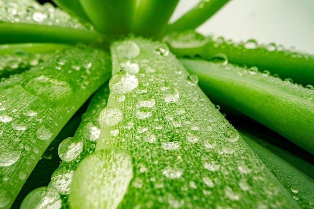 Foto macro di gocce di rugiada sulle foglie di piante succulente