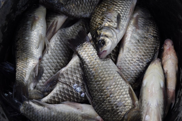 Foto macro di pesce di fiume Pesce catturato Carpa e carpa Pesce erbaceo