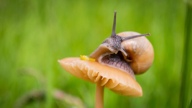 Foto macro di piccola lumaca sul fungo arancione Lumaca nell'erba verde dopo la pioggia Concetto di mondo macro