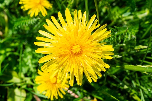 Foto macro di tarassaco.