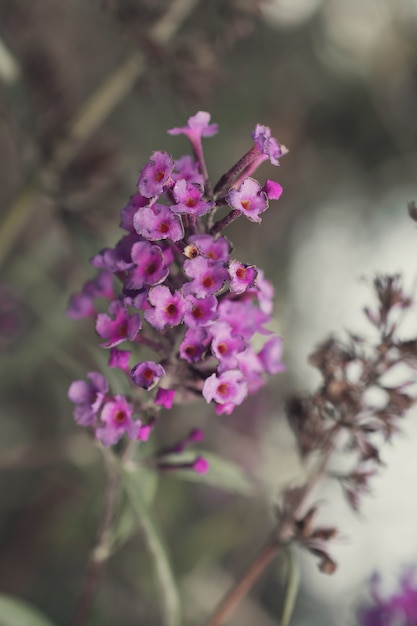 foto macro di un fiore lilla su uno sfondo scuro