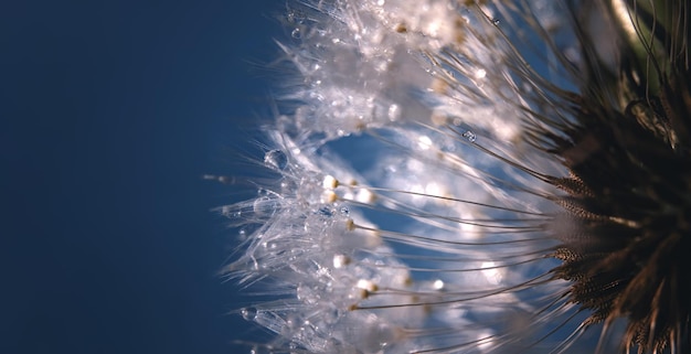 Foto macro di un soffice seme di fiore di tarassaco gambe con ganci su uno sfondo blu scuro