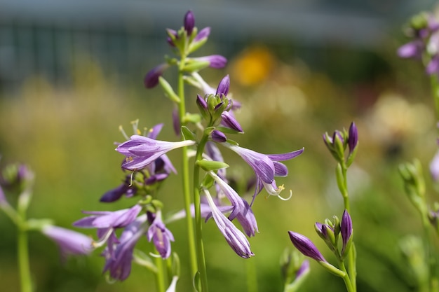 foto macro di una bella hosta lilla che fiorisce su uno sfondo sfocato del giardino verdeblu