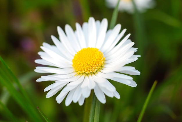 Foto macro di una margherita bianca su uno sfondo di erba verde Concetto di fioritura primaverile 8 marzo