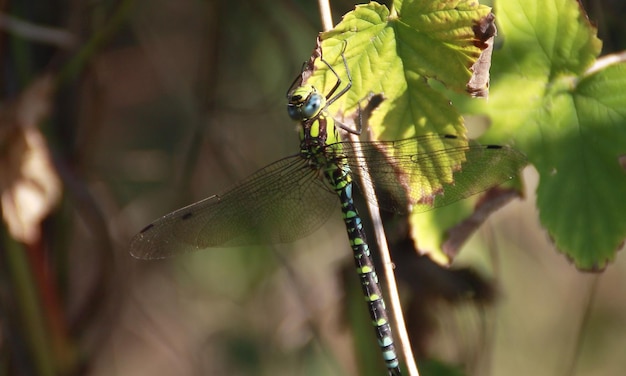 Foto macro molto dettagliata di una libellula Immagine macro che mostra i dettagli degli occhi della libellula