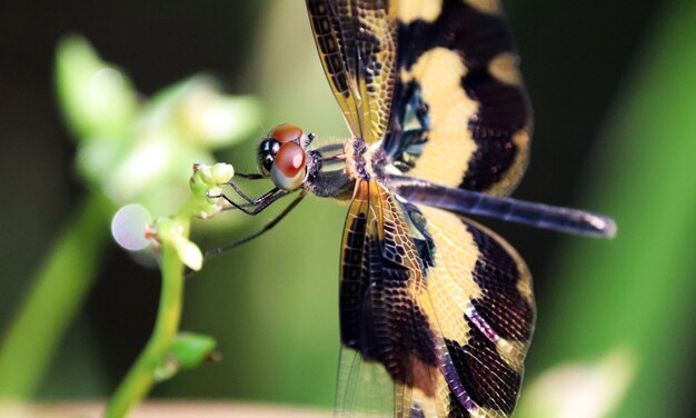 Foto macro molto dettagliata di una libellula Macro scatto che mostra i dettagli degli occhi della libellula e wi