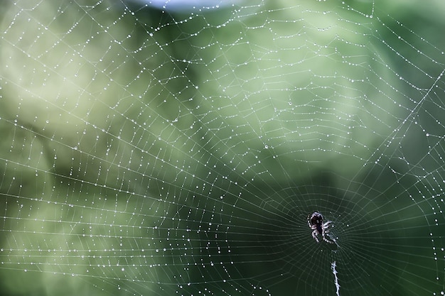 foto macro web / fili web, riflessi e gocce d'acqua su uno sfondo del web