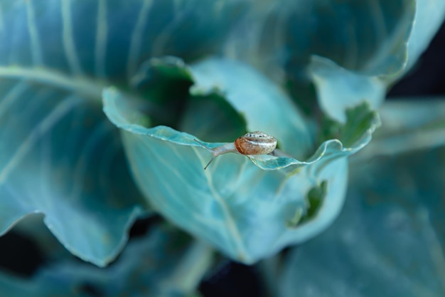 Foto macroSlug su foglia di cavolo blu Giardino di verdure bellissimo raccolto Parassita dell'agricoltura rurale