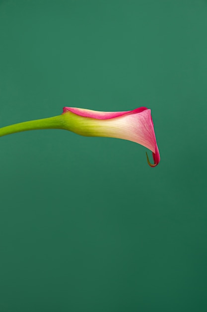 Foto minimalista verticale del singolo fiore di calla rosa su un verde.