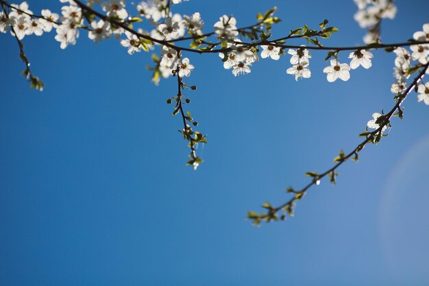 Foto morbida di rami di melo bianchi in fiore si chiudono dall'alto su sfondo blu cielo