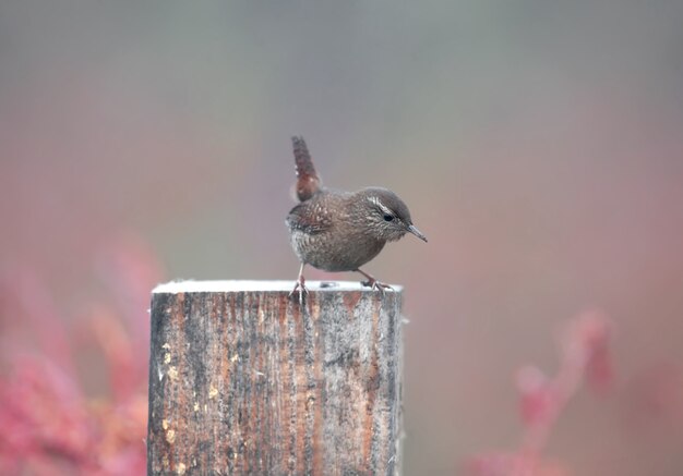 Foto nebbiose insolite del primo piano dello scricciolo eurasiatico (Troglodytes troglodytes) e del piumaggio dettagliato