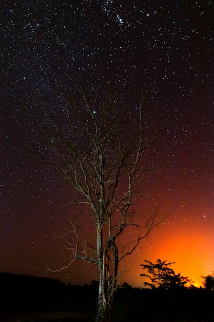 Foto notturne, alberi secchi secchi